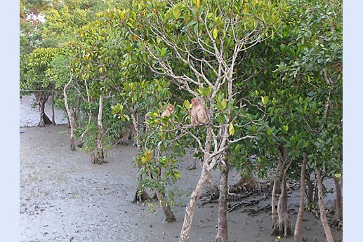 Viaggio in India 2008 - Sunderbans